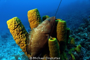 mooring line in background by Michael Drumstas 